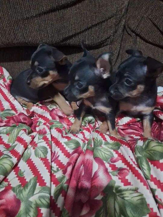 Vende-se pinscher - Foto 5