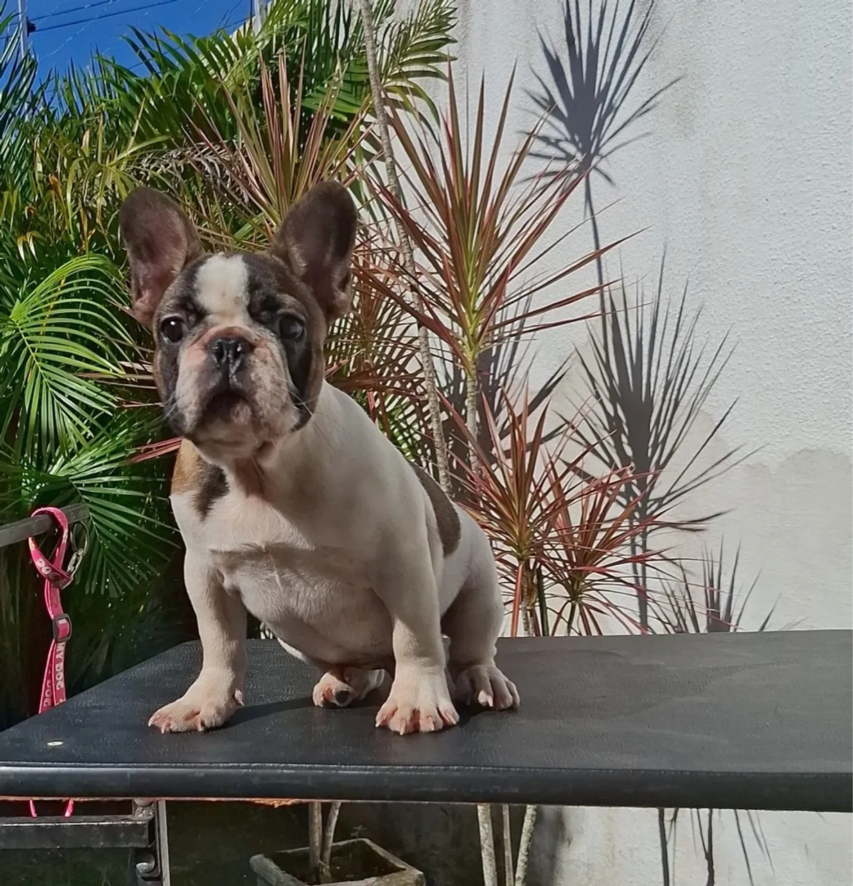 Filhote de Bulldog Francês