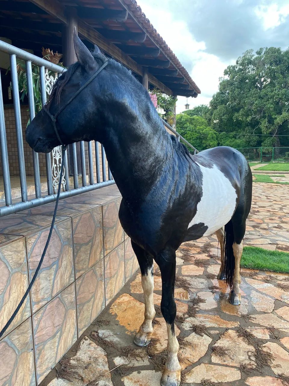 Cavalo manga larga marcha picada 