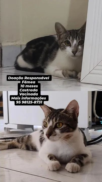 Doação Responsável 
