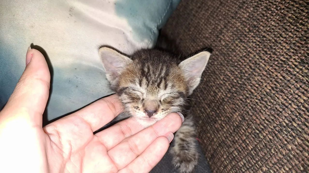 Gatinho fofinho para adoção