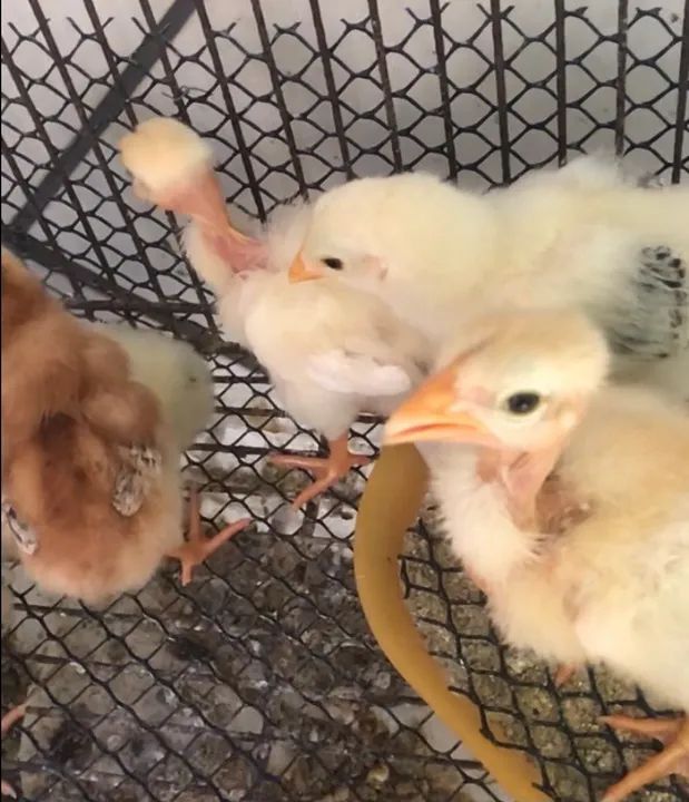 Pintinhos mestiços.