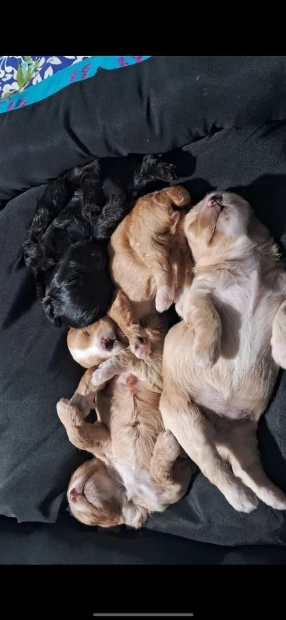 Vendo poodle número 01