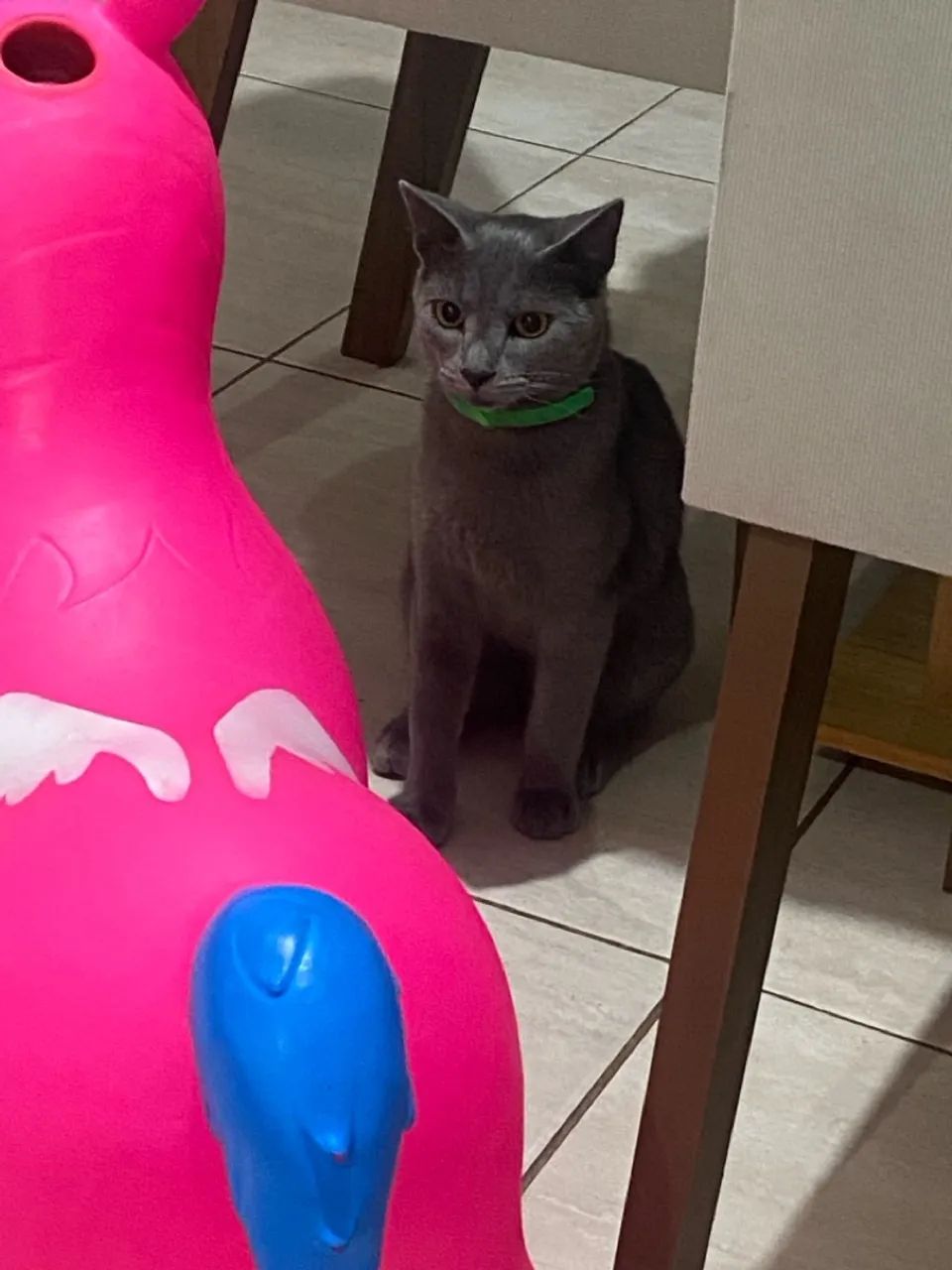 Gatinho cinza macho para adoção - Foto 2