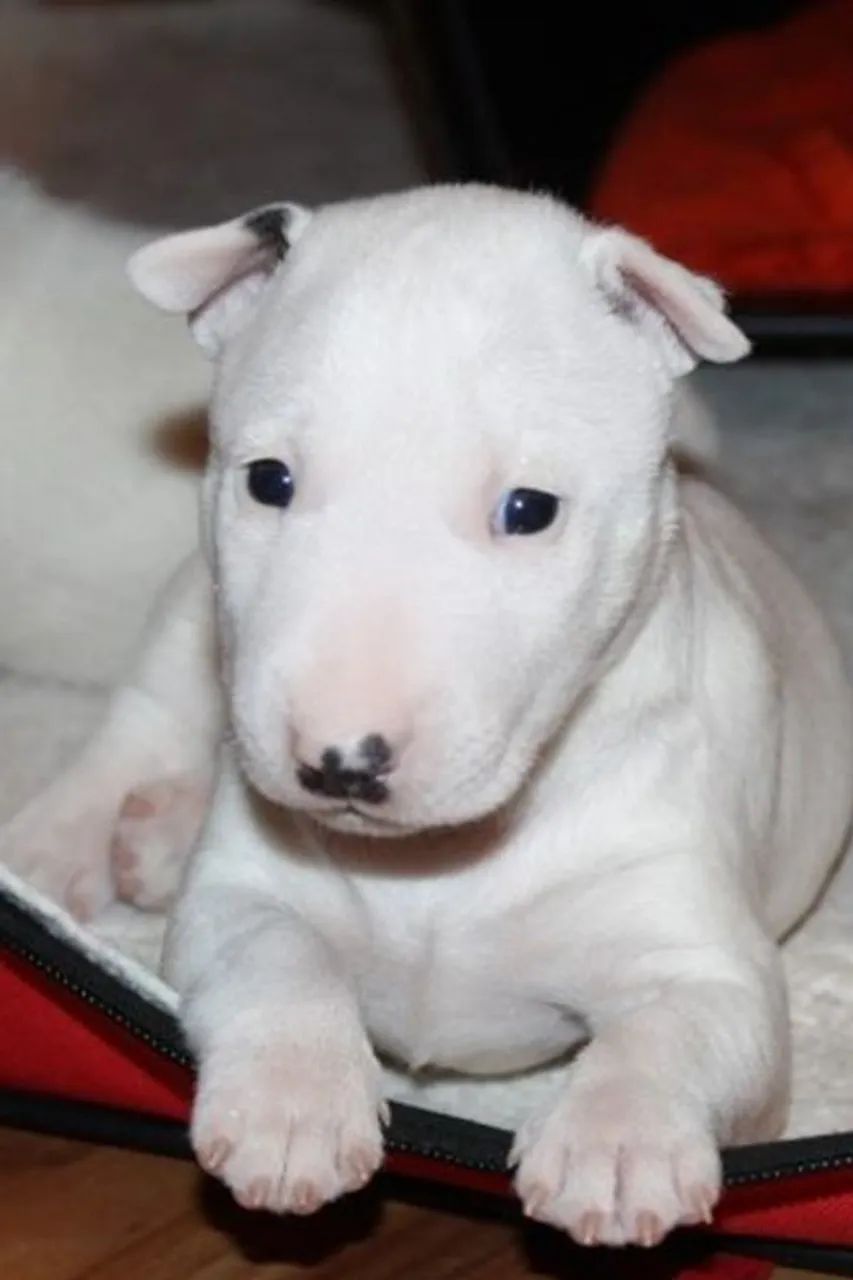 Bull Terrier Disponível 