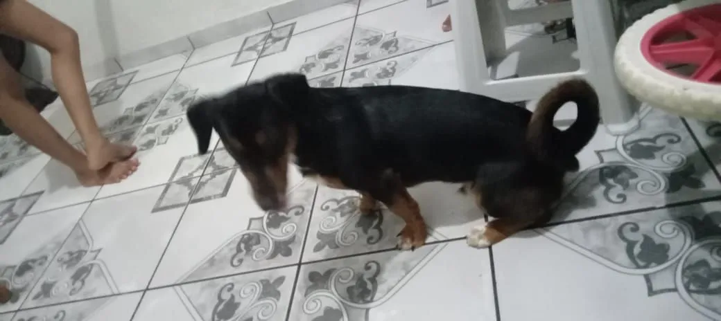 Doando filhote de salsicha misturado com vira lata