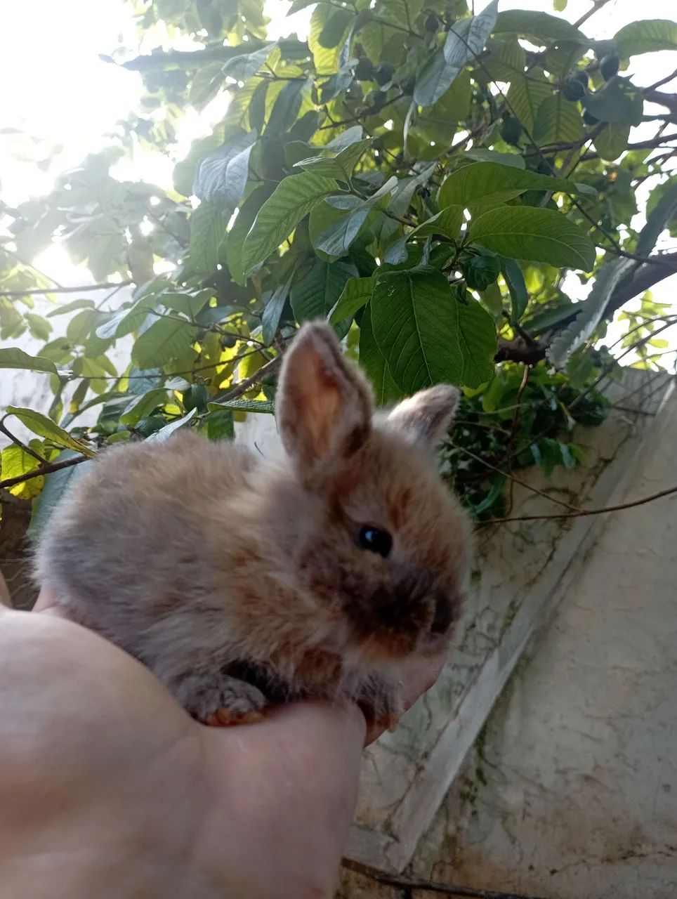 Coelhos64639700474881121