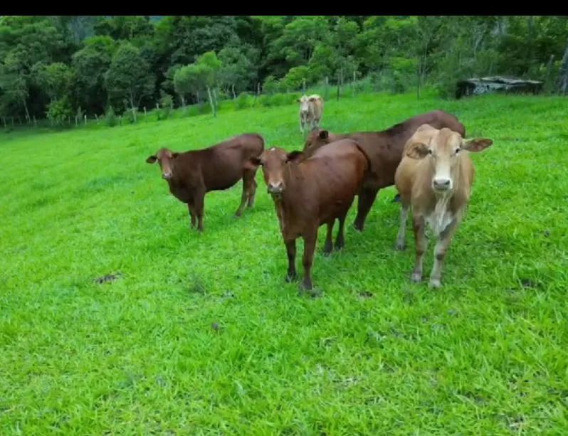 Novilhas senepol e f1 