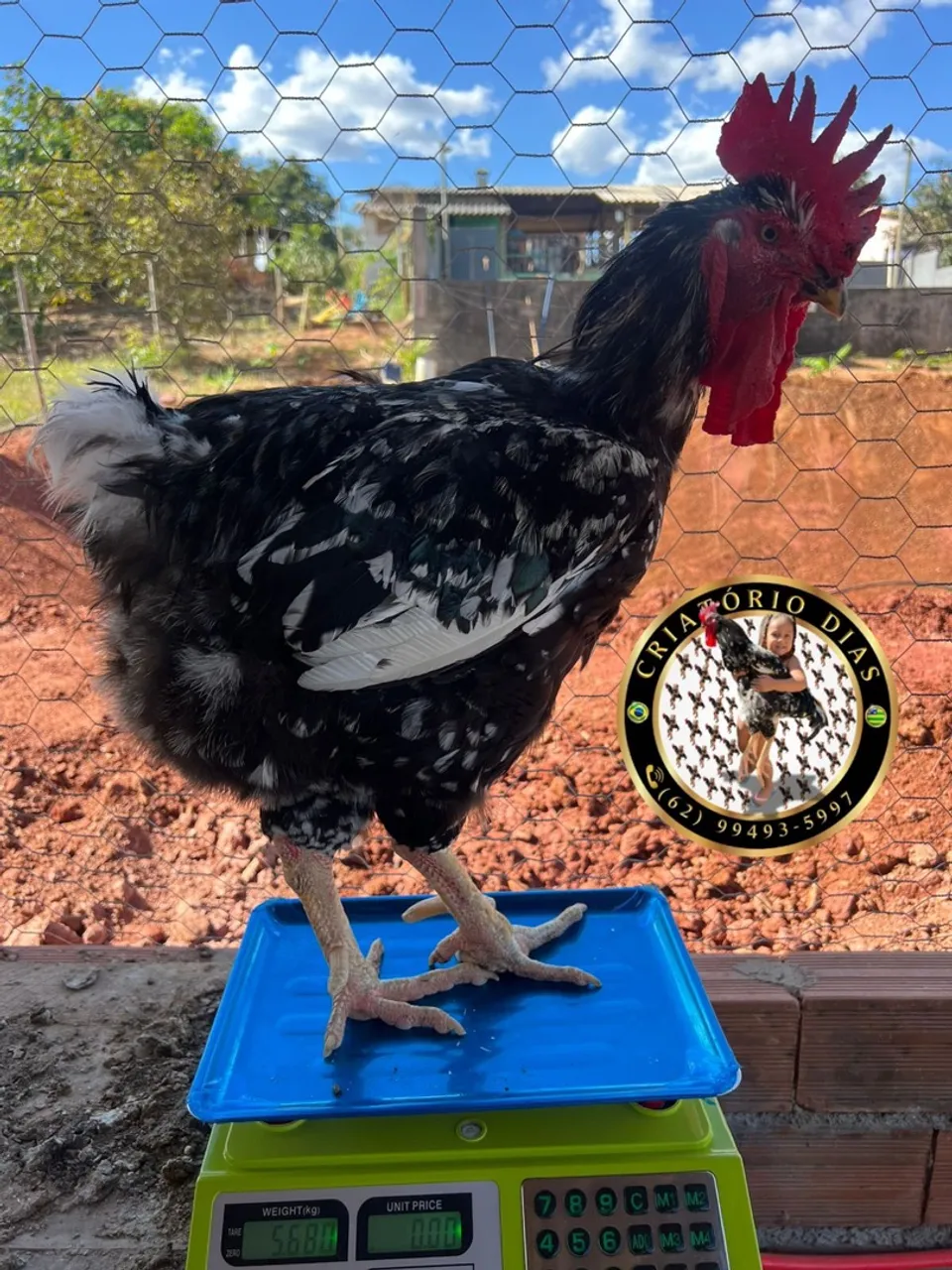 Galinha sertaneja balão ov0s disponíveis