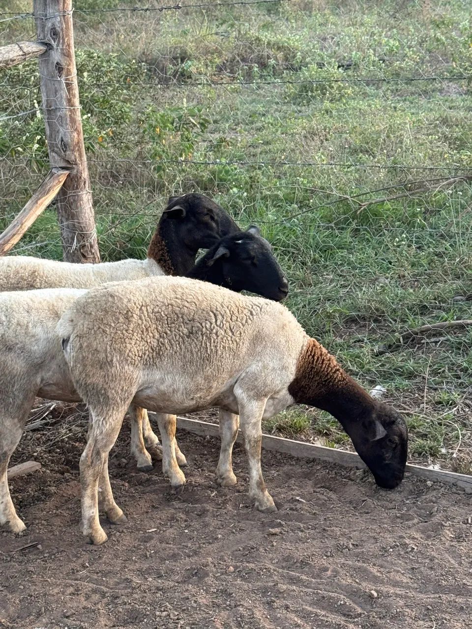 Carneiro e ovelhas Dorper  - Foto 3