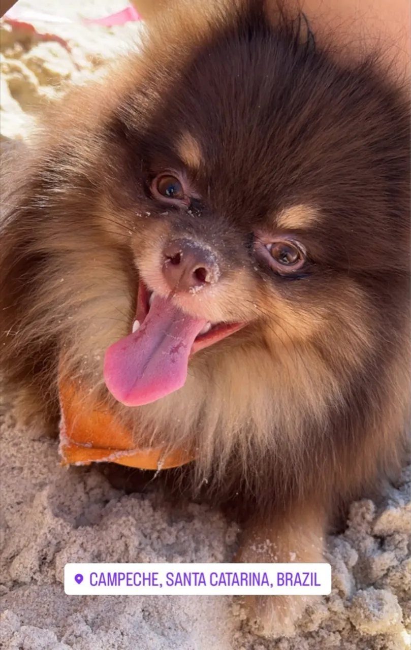 Lulu para cobertura