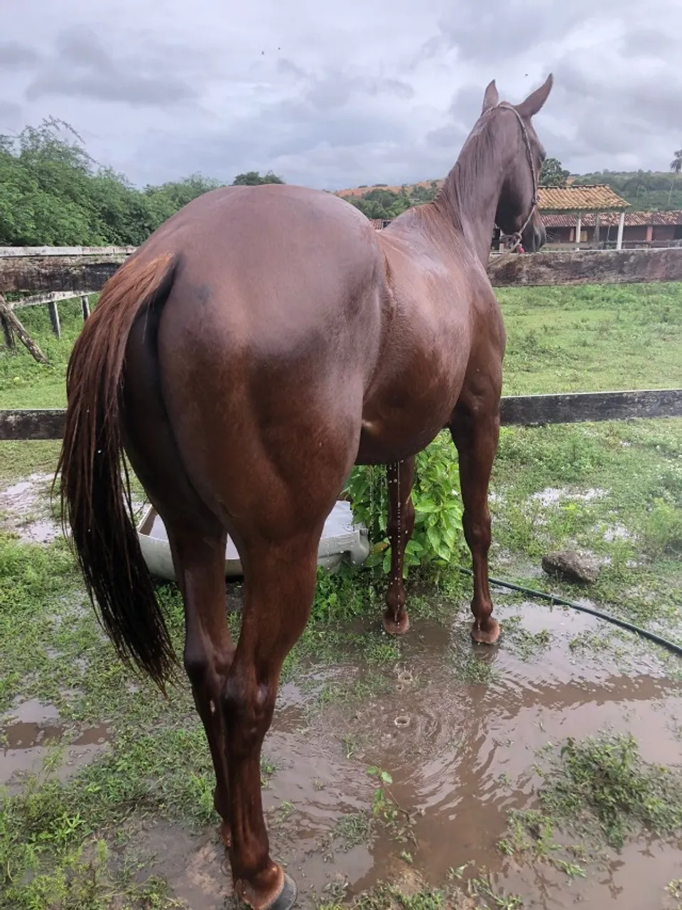 Cavalo