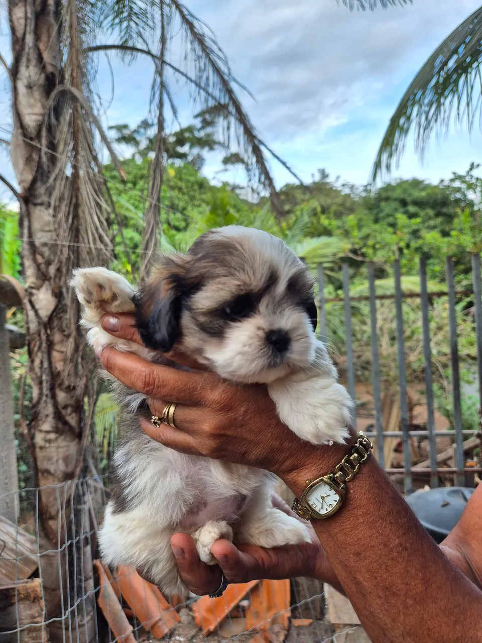 Filhote Shih Tzu
