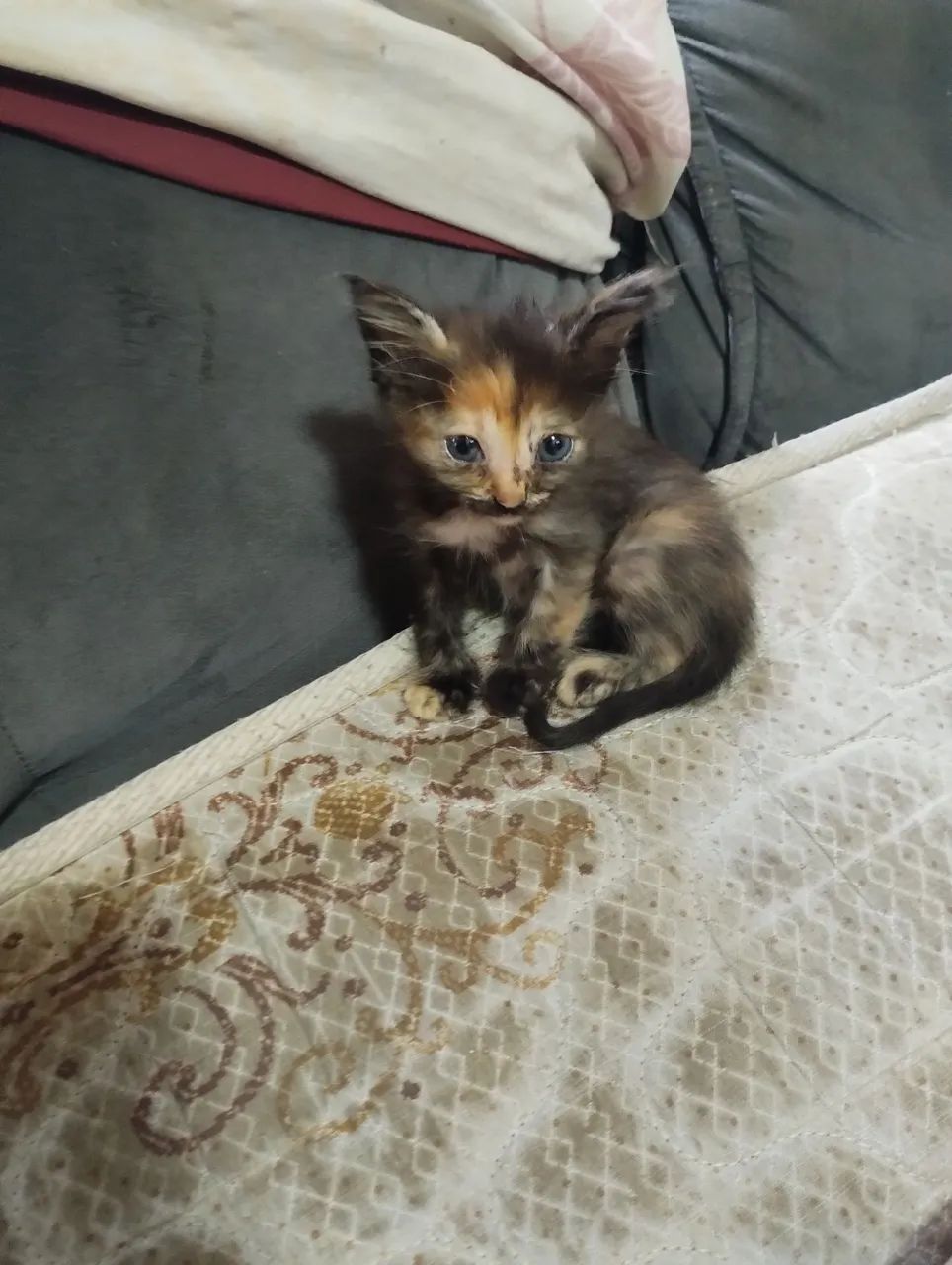 Doa se gatinhos filhotes - Foto 5