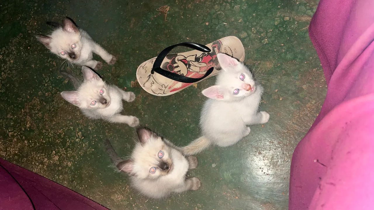 gatinhos para adoção  - Foto 6