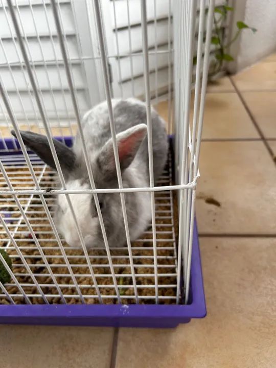 Mini coelho cabeça de leão tudo incluso