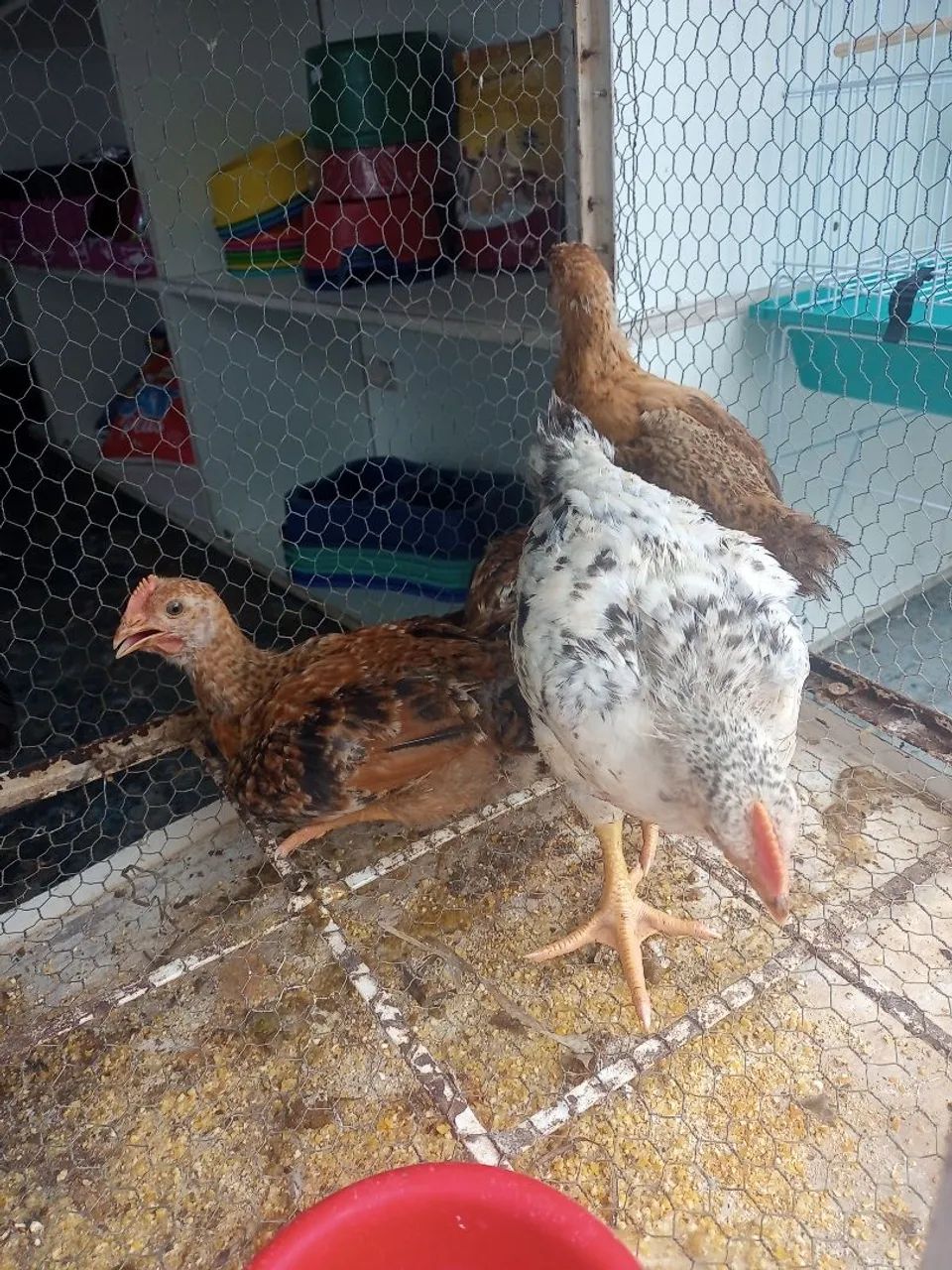 Frangos de raça pura - Galinhas e Galos - Foto 2
