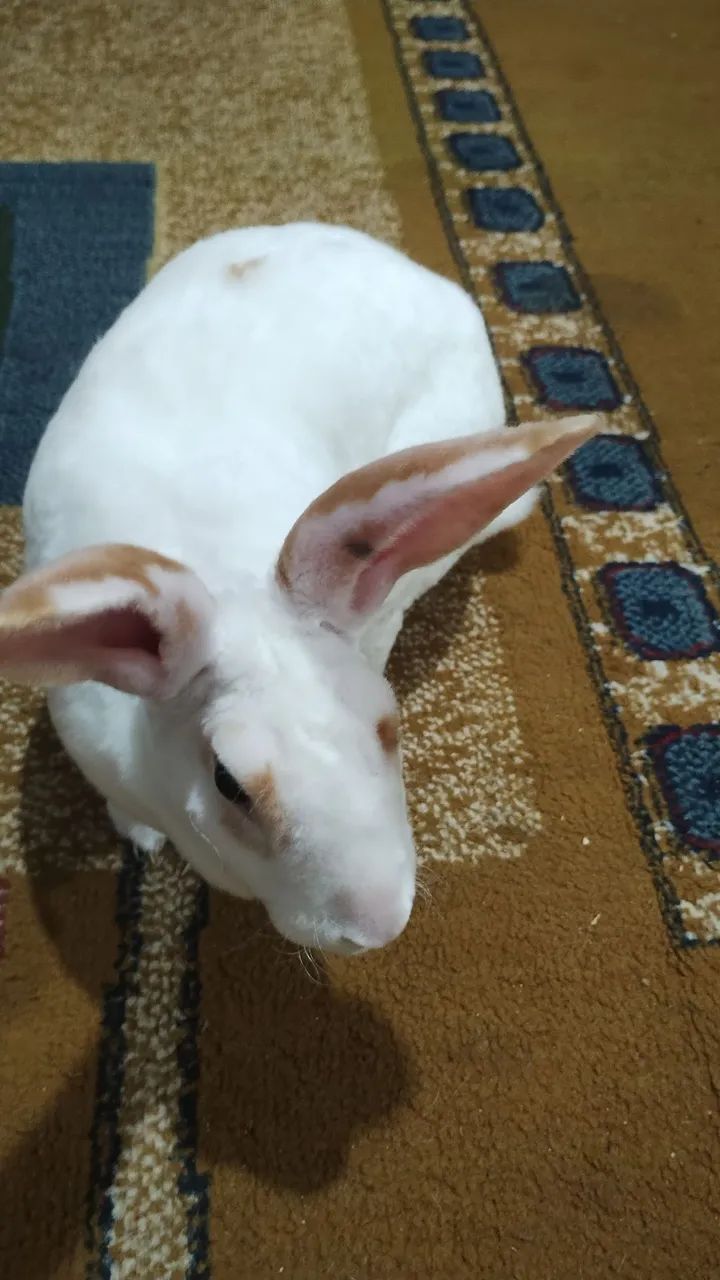 Linda Femea Mini Raça Rex . - Foto 2