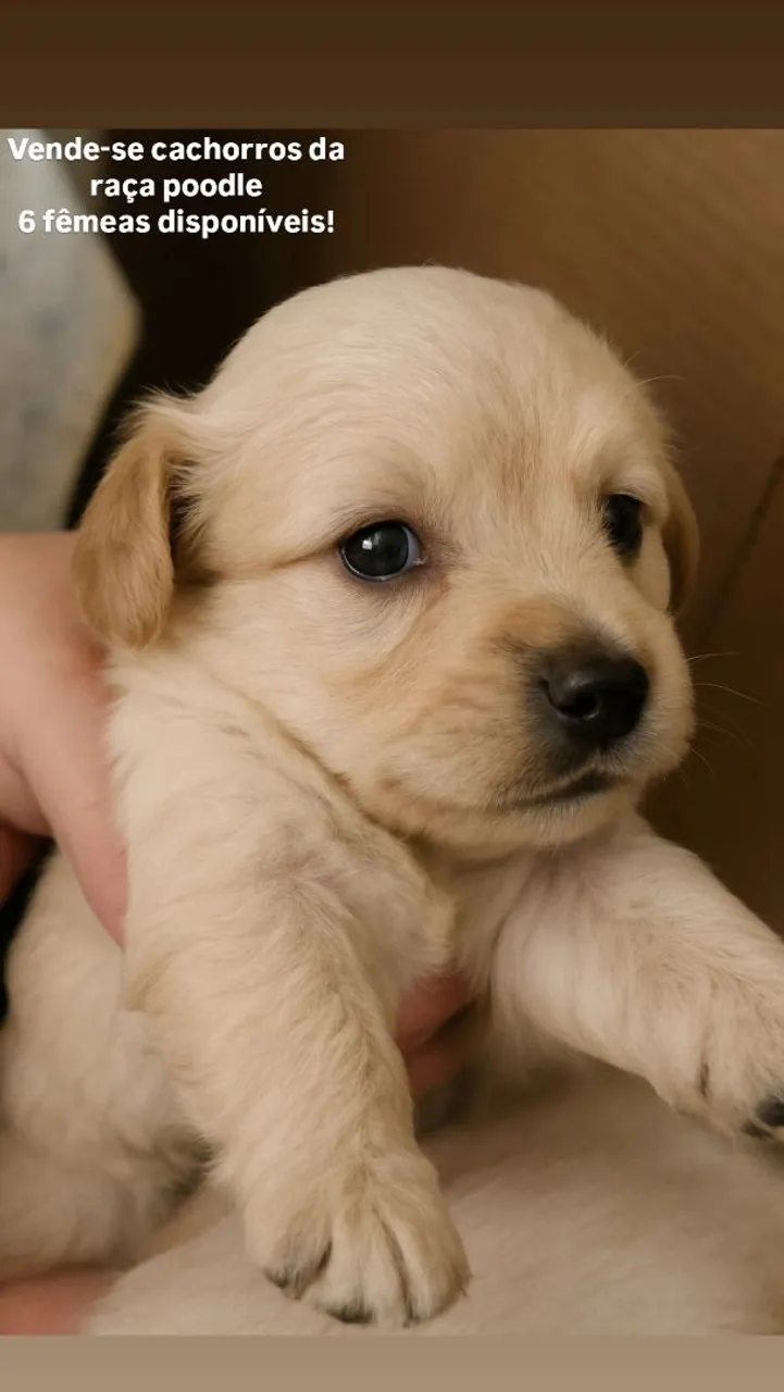 Filhotes de Poodle fêmeas disponíveis!