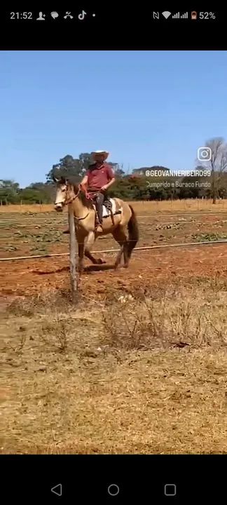 Égua Manga Larga X Campolina  - Foto 3