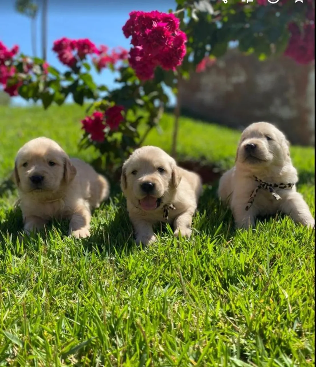 Filhotes de Labrador em busca de um lar!