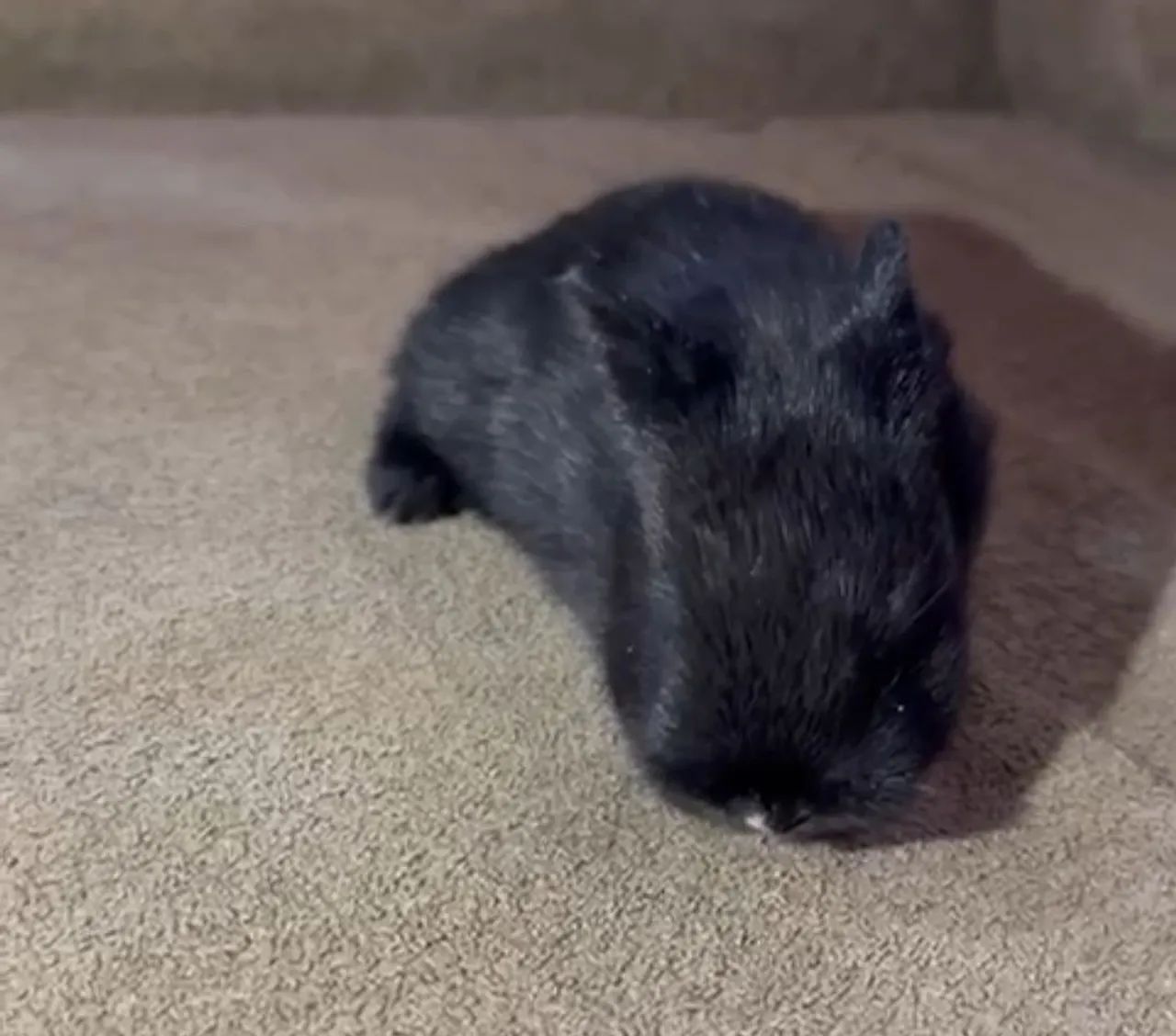 Netherland mini coelho a venda