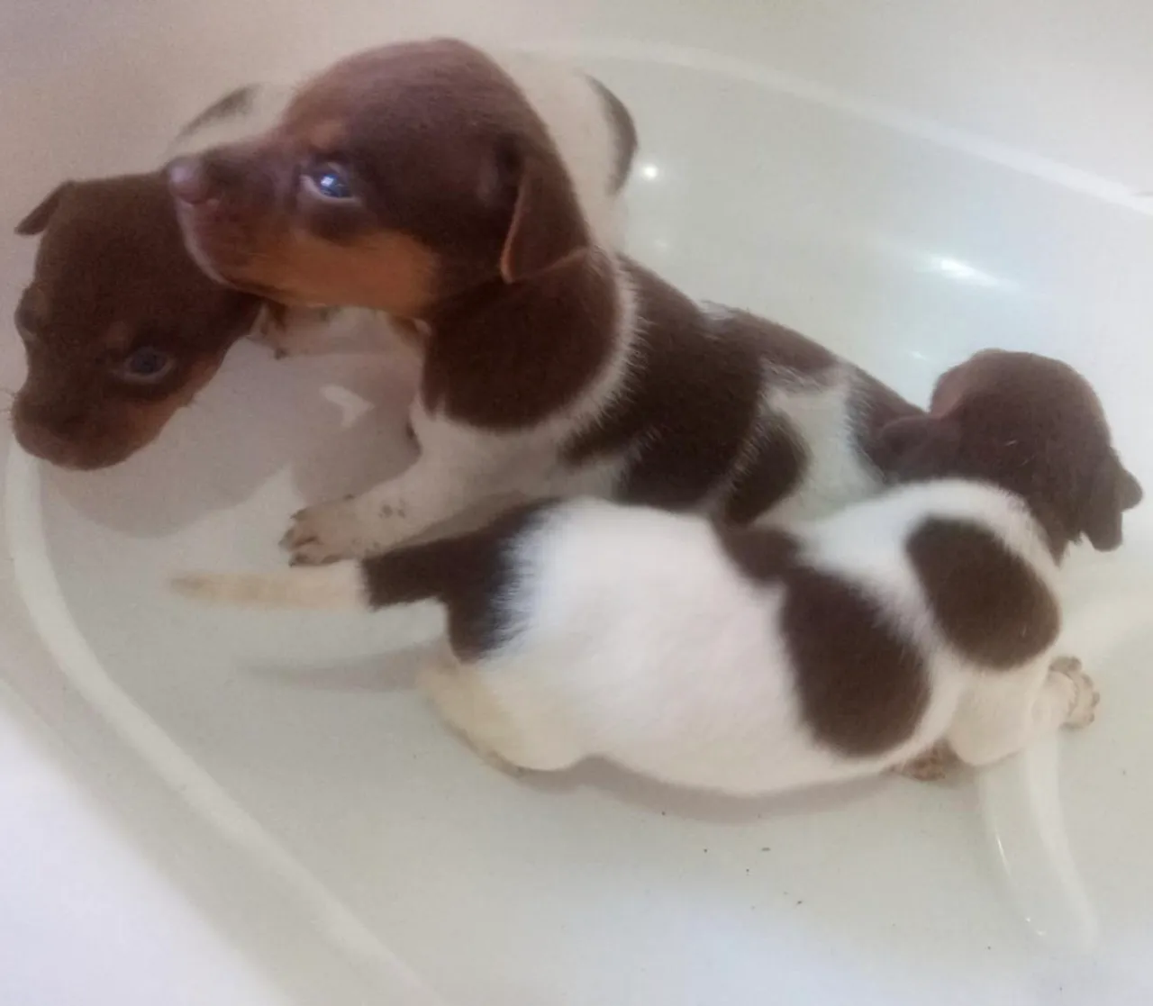 Filhotes de Cachorro fox paulistinha 
