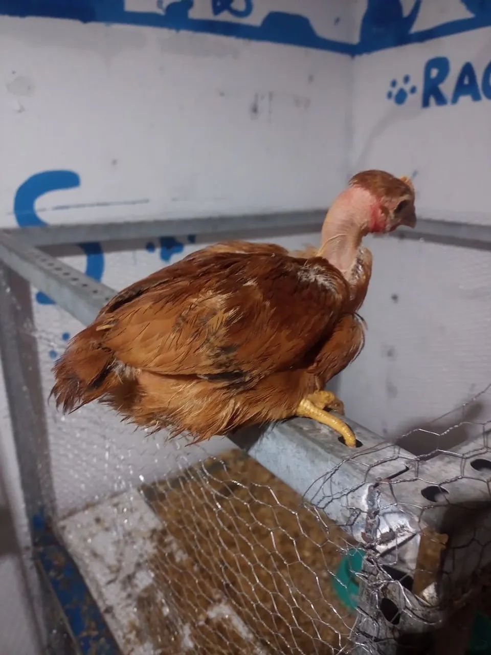 Frangos de raça pura - Galinhas e Galos - Foto 4