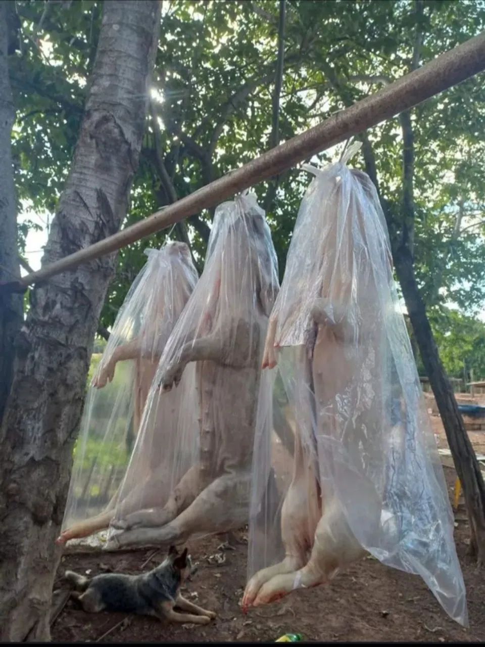 Porco Caipira