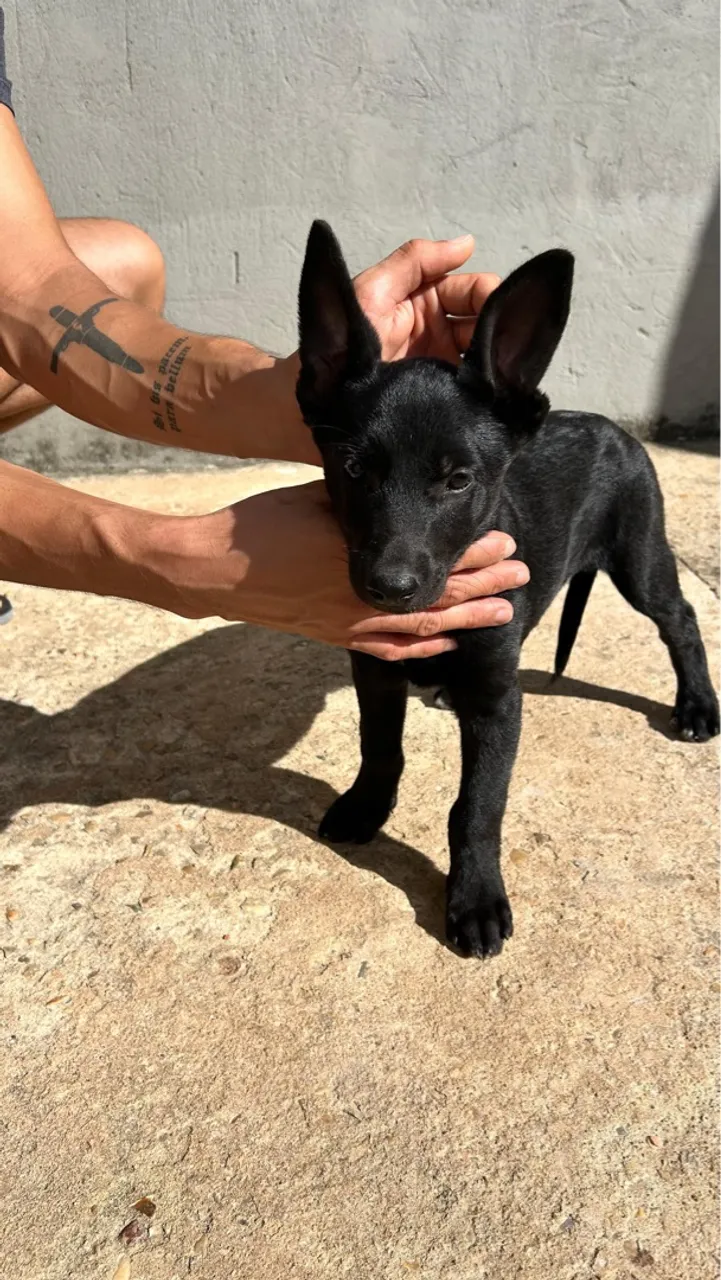 Pastor Malinoá Black
