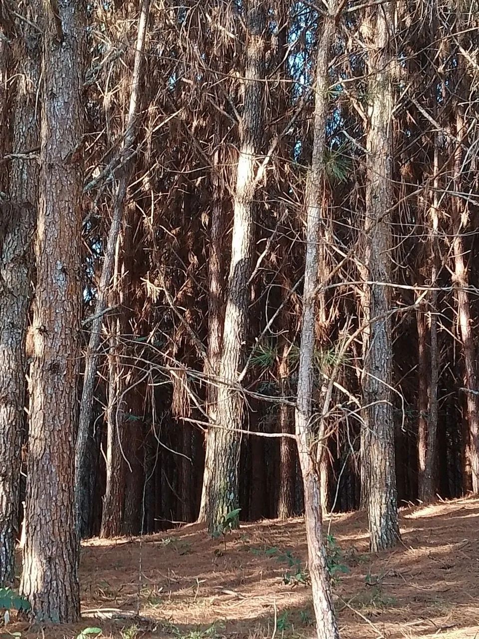 Vendo Pinus em pé - Foto 2
