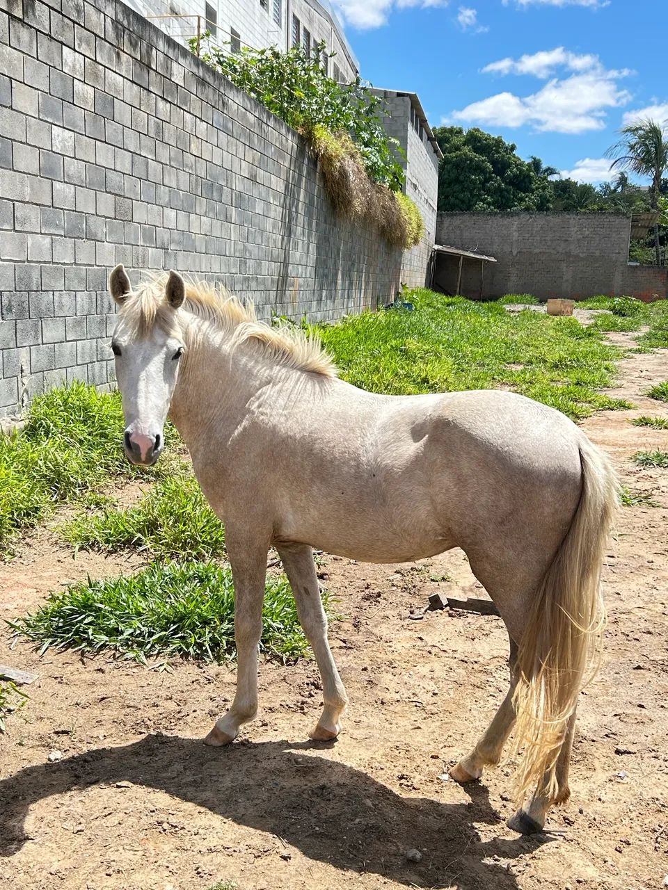Cavalo 