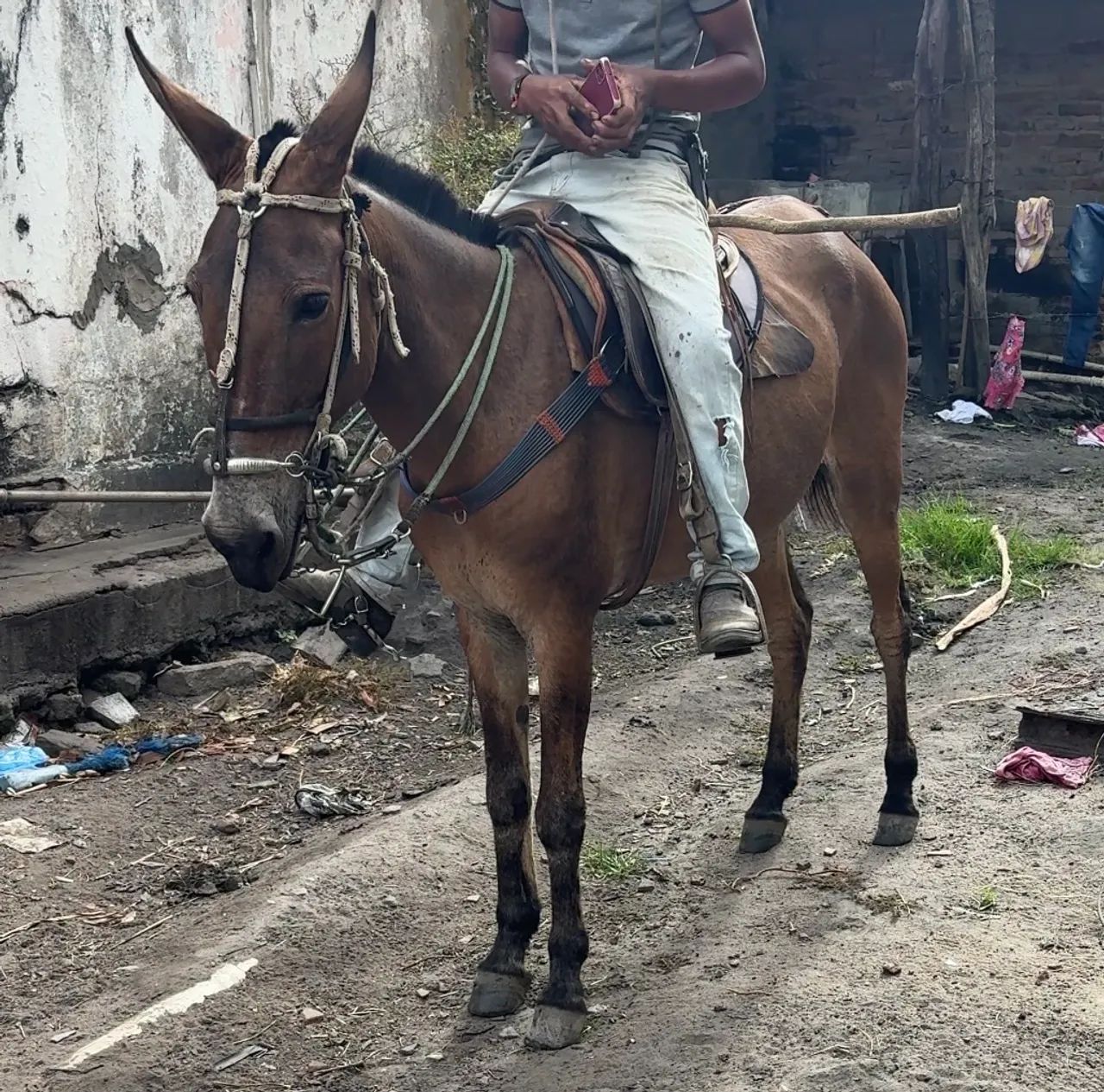 Burra de carroça e de sela 
