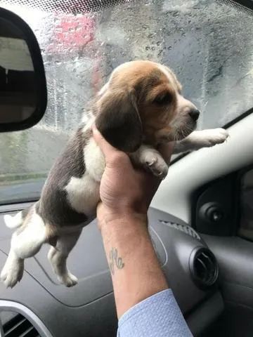 Beagle- Linda fêmea tricolor com 49 dias- 13 polegadas-Dani