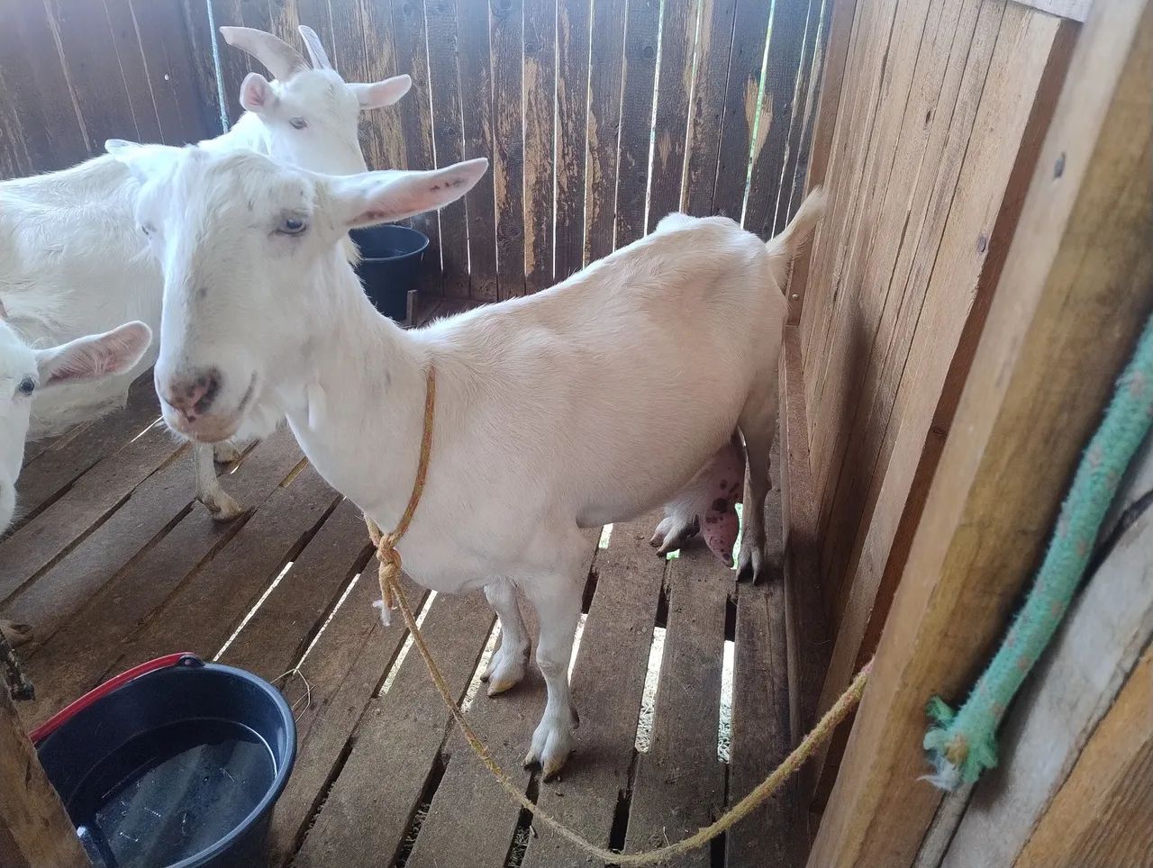 Cabras com filhotes raça saneen  - Foto 5