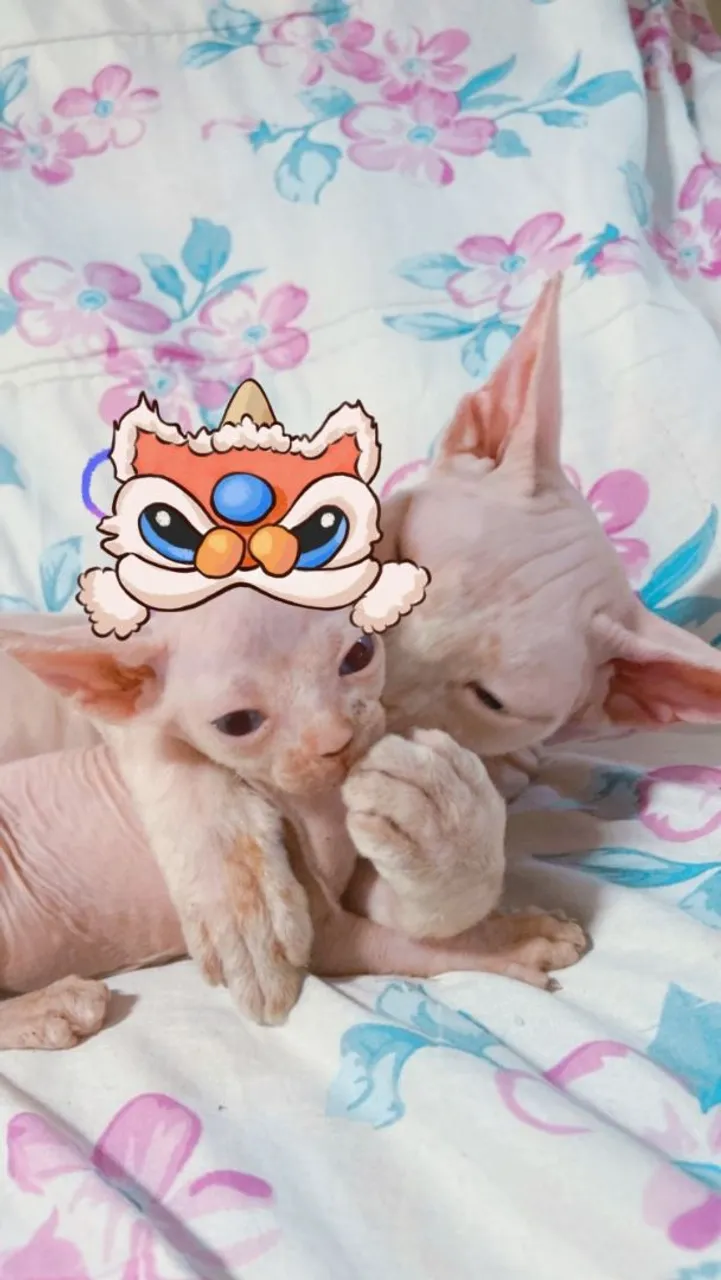 Sphynx, o gatinho peladinho, temos várias cores