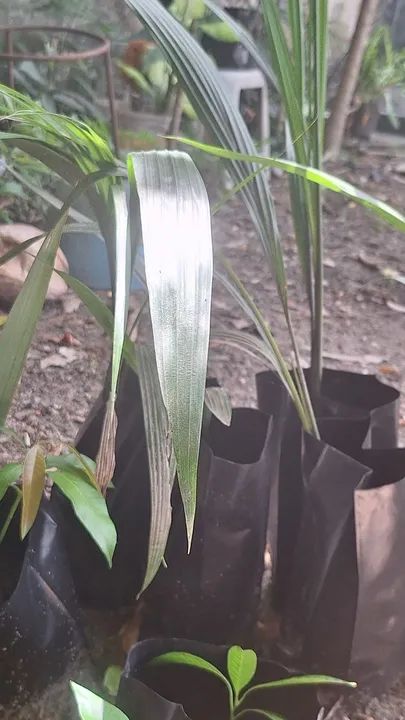 Mudas de Palmeira Imperial  - Foto 3