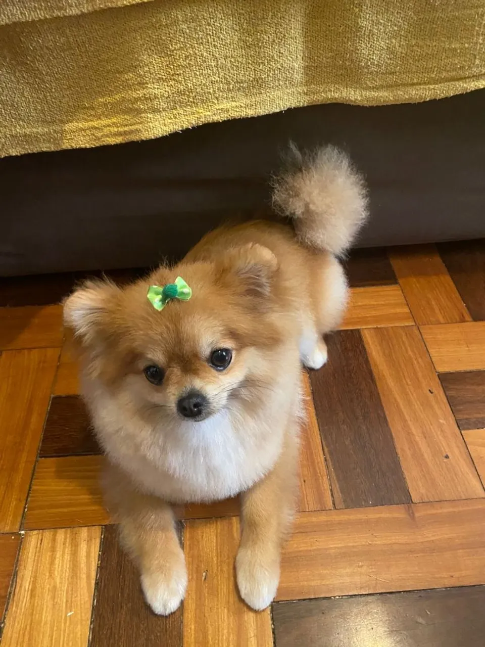 Spitz Alemão