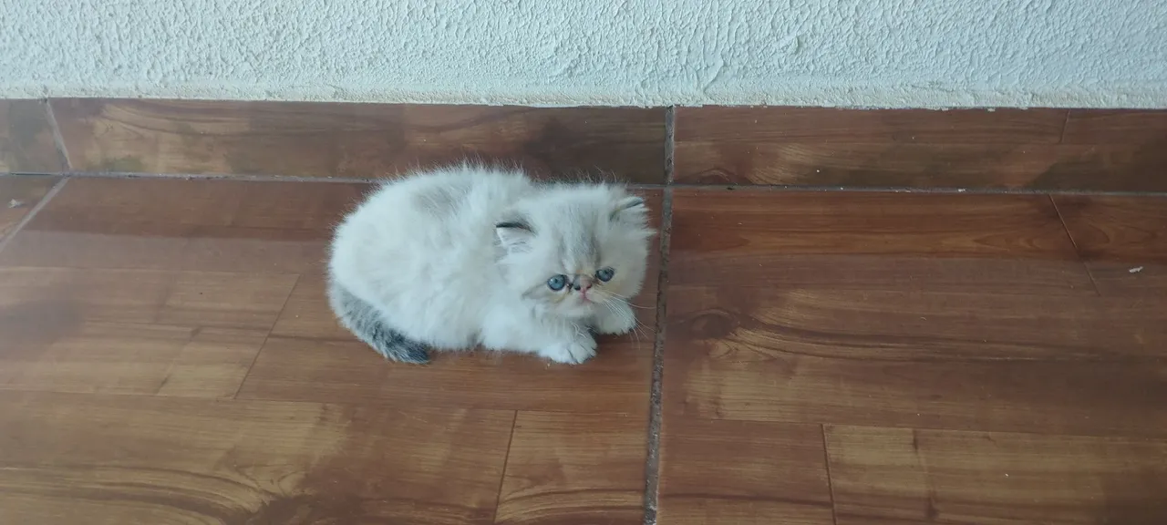 Gatinho persa