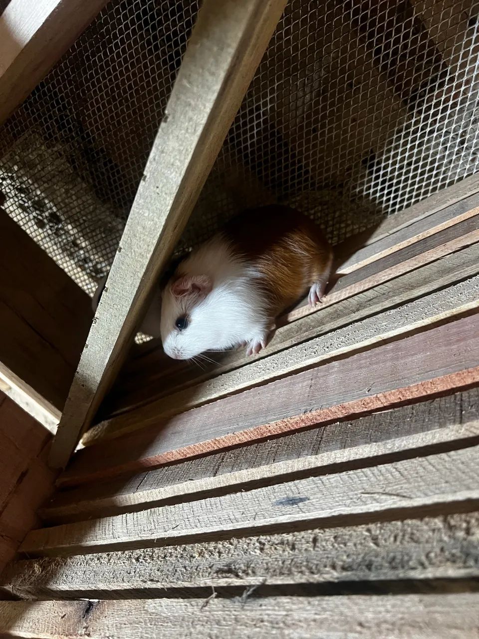 Porquinho da índia  - Foto 4