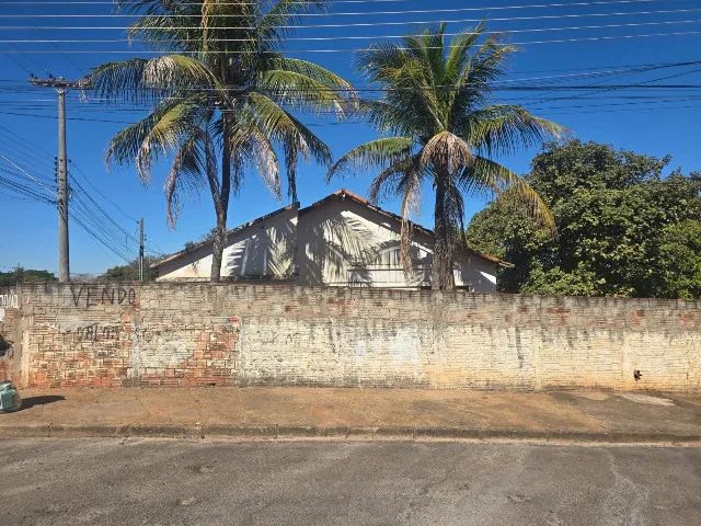 Foto - Dracena - 