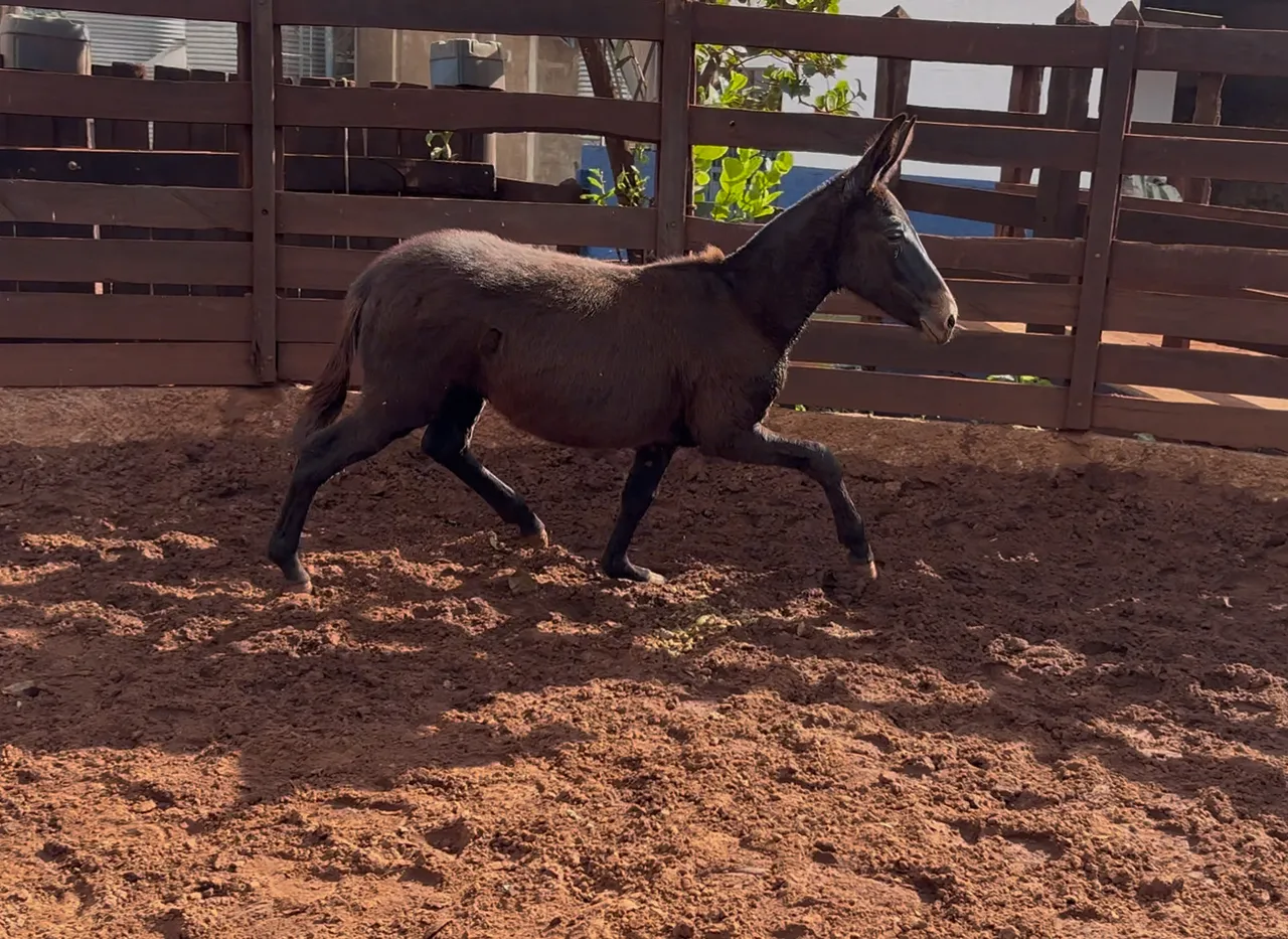Burro 8 meses