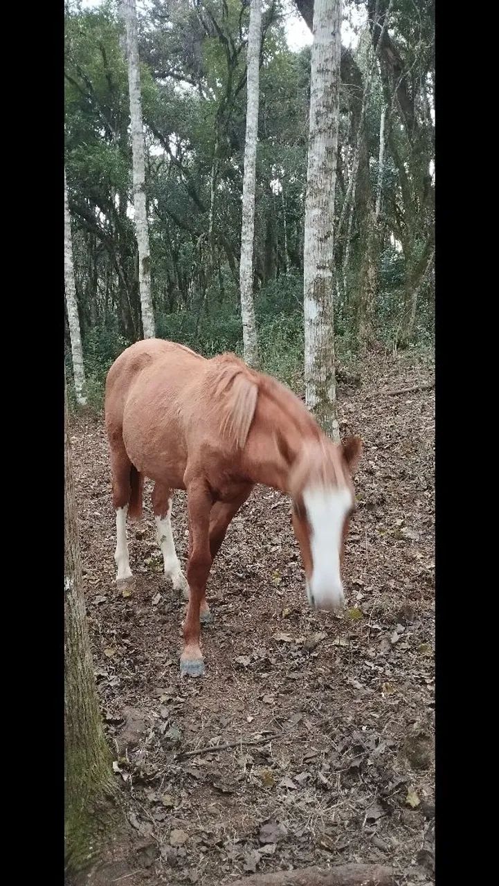 Cavalo crioulo - Foto 6