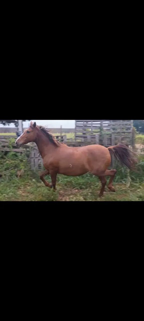 VENDO ÉGUA SUPER DÓCIL MANSA  - Foto 2