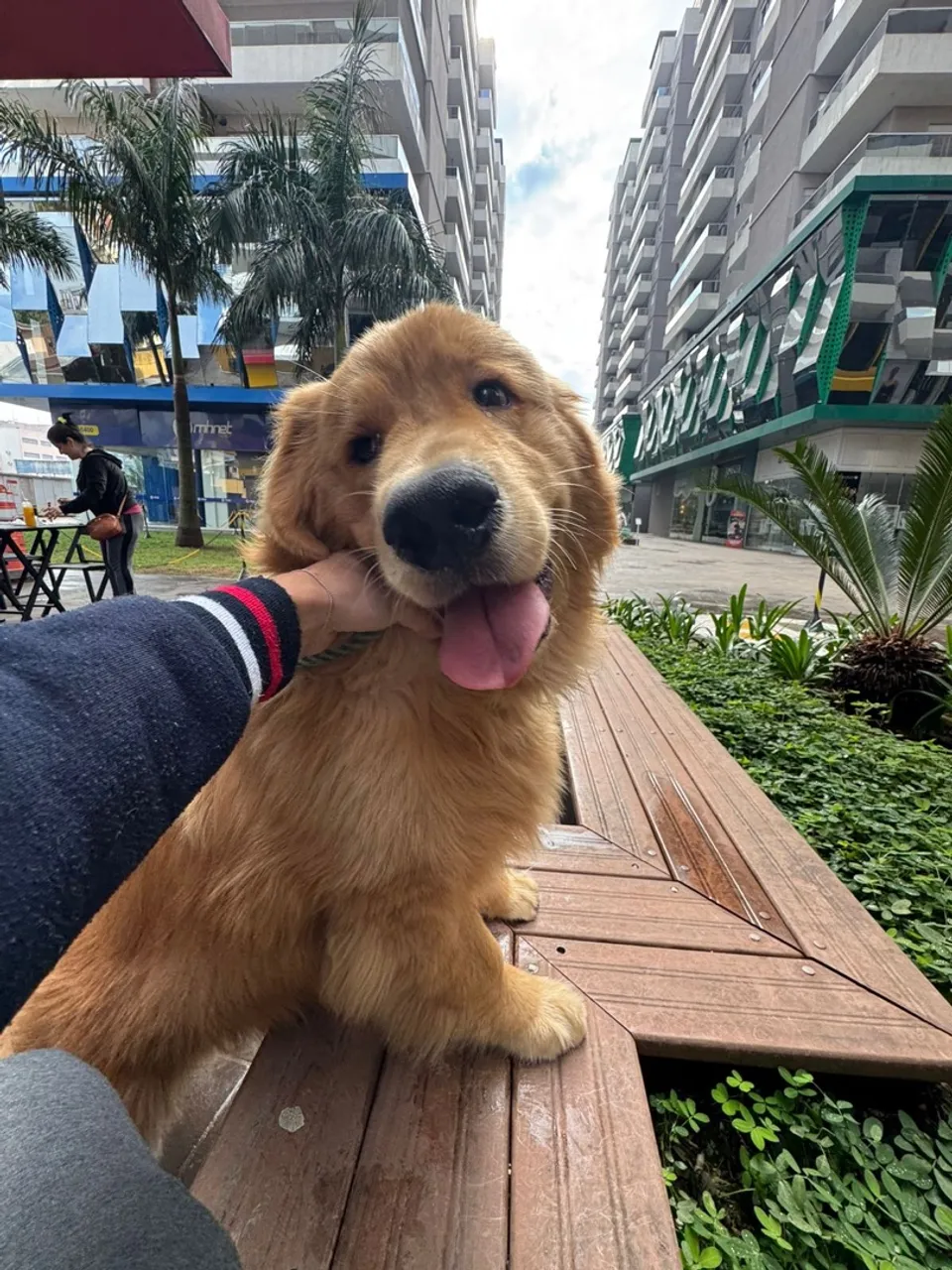 Filhote de Golden Retriever procura um novo lar