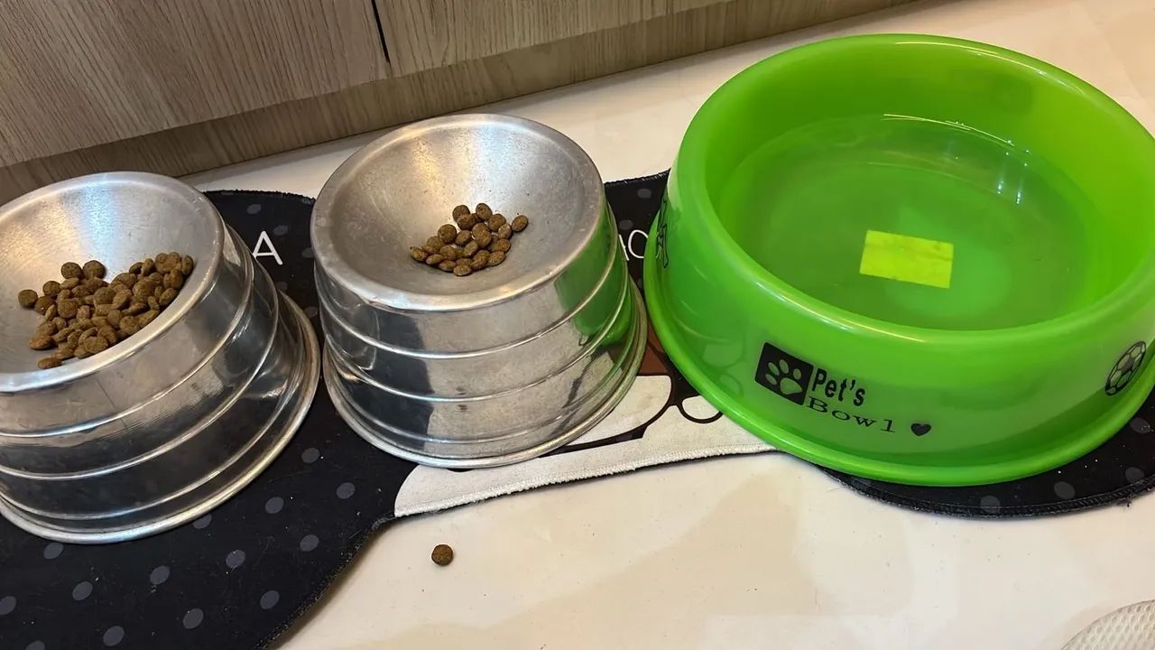 Adoção Responsável Gatas Pantera e Capitu - Foto 6