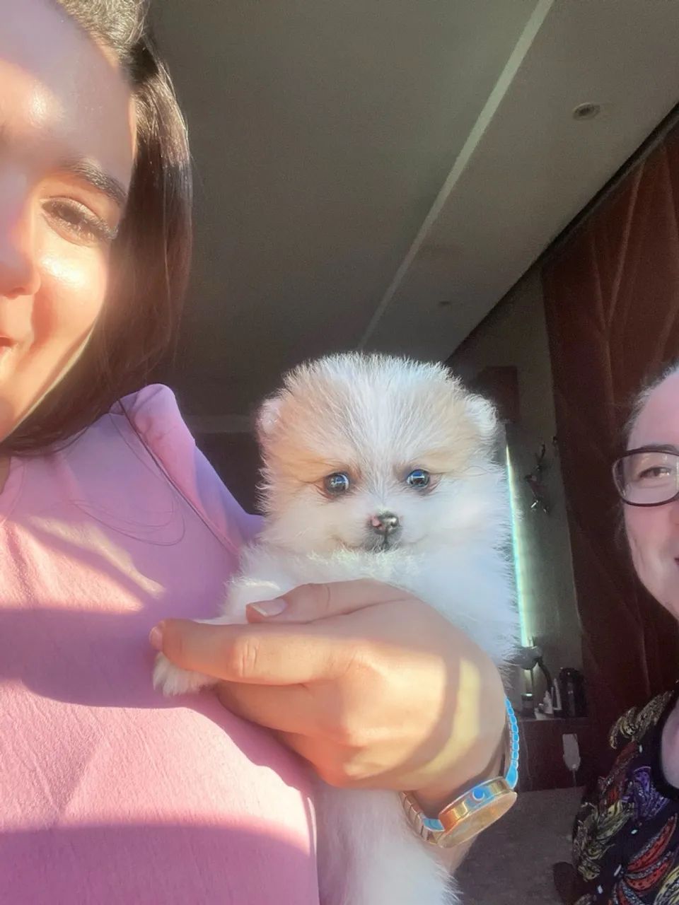 LINDOS Filhotes de spitz alemão Lulu da pomerânia - Foto 4