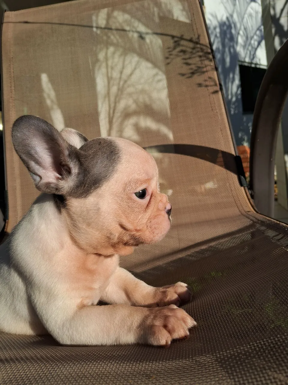 Filhote de Bulldog Francês BLUE , cinza e branco