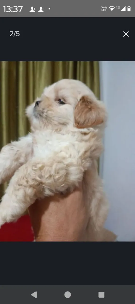 Filhote de cachorro lhasa apso