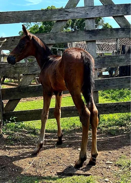 Égua Mangalarga Marchador 2 em 1 - Foto 5